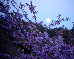 タソガレル桜花。。