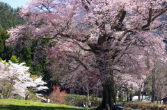 時代桜。。