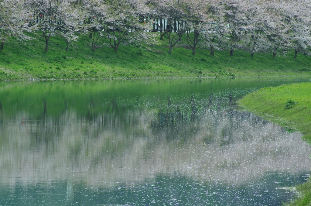 白龍湖＿桜借景９