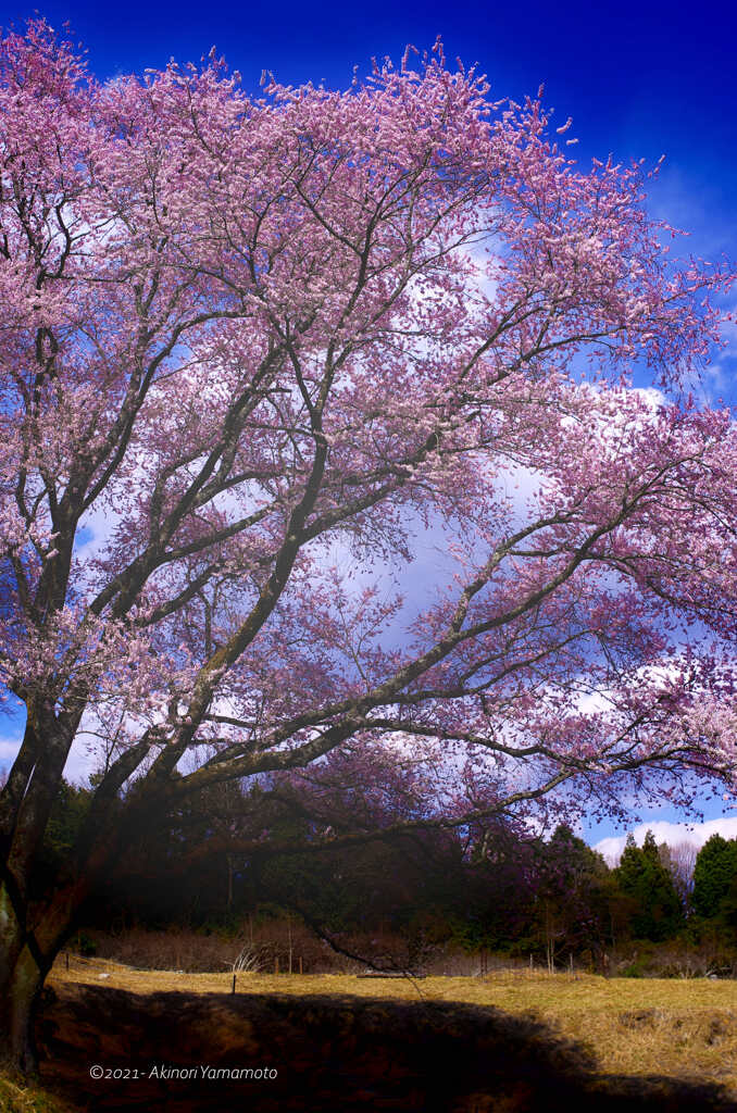 桜