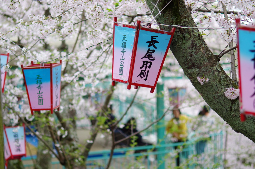 さくら祭り。。