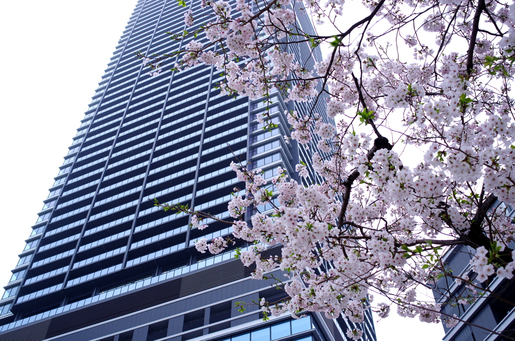 広島ステーションエリア_桜