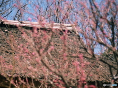 庄原　備北丘陵公園１９