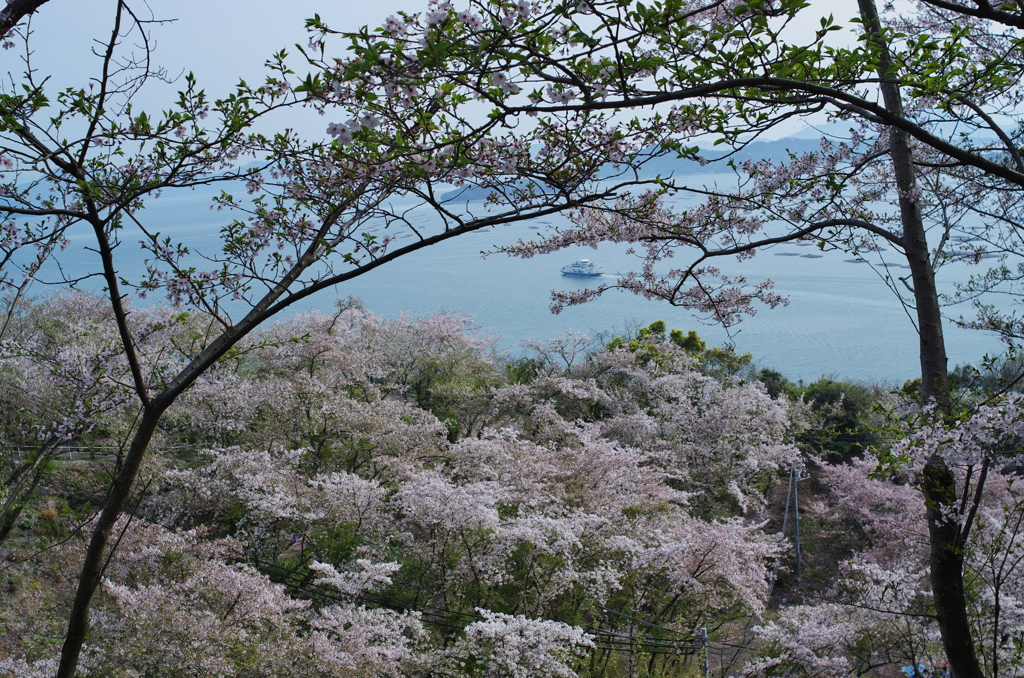 正福寺＿桜借景５