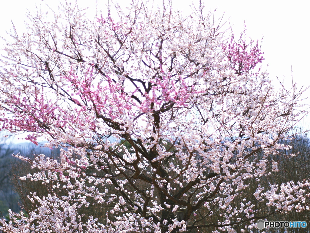 庄原　備北丘陵公園６