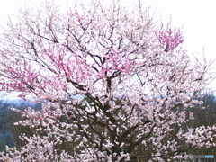 庄原　備北丘陵公園６