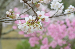 王道_桜を撮る２