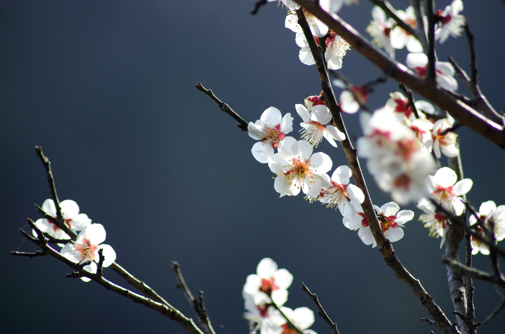 梅花咲く春。。