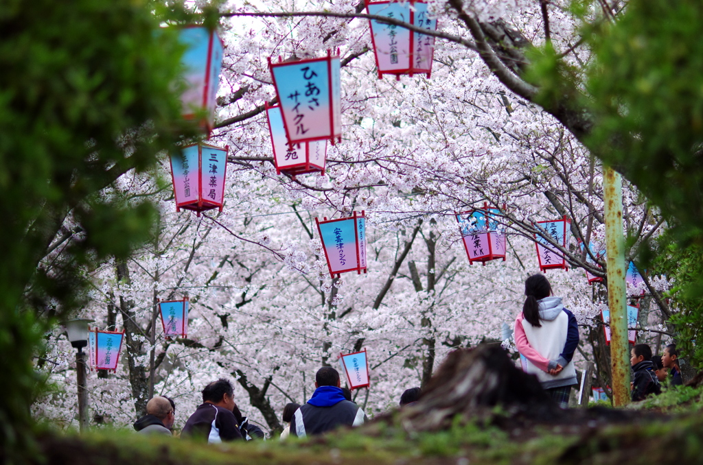 さくら祭り。。