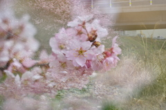 桜。五選（＾＾）
