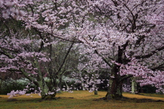 桜花の季節。。