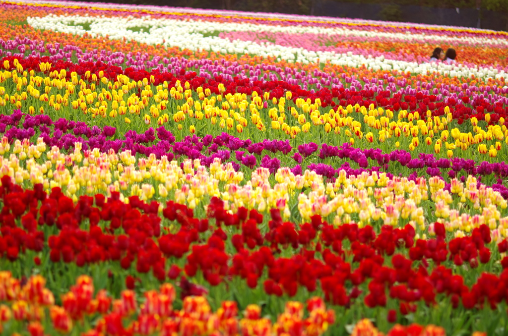 お花畑の真ん中で。