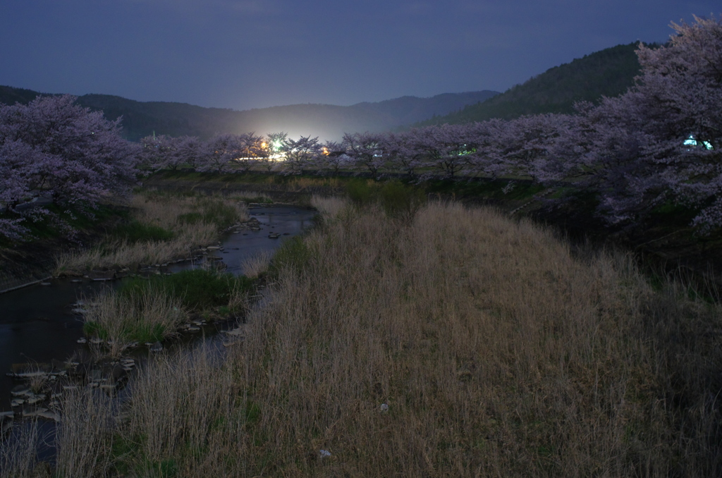 闇の桜。。