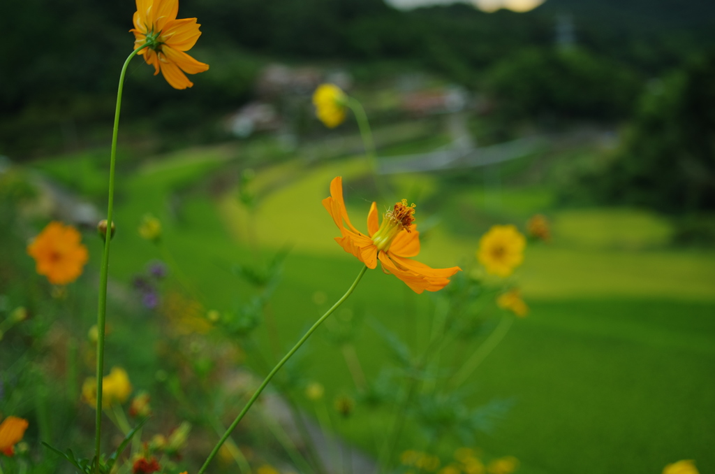 谷間の風景。