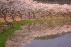 桜色の鏡。。
