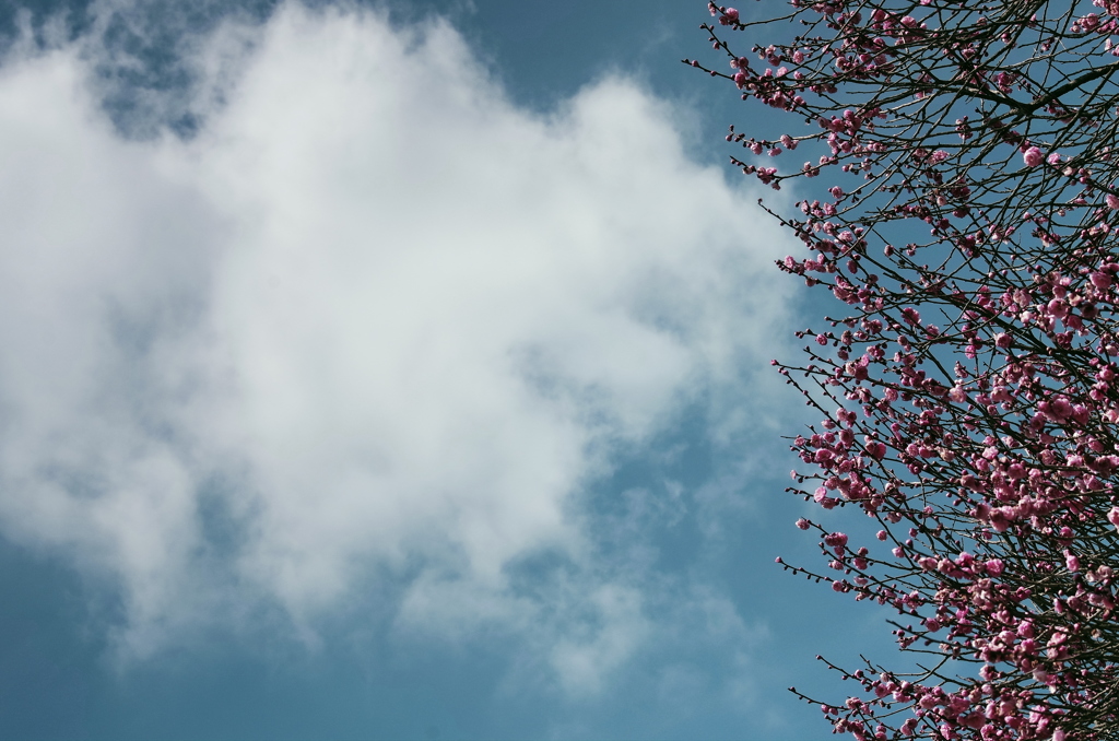 雲と紅梅。。