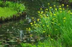 水辺に咲く１