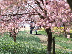 庄原　備北丘陵公園１８