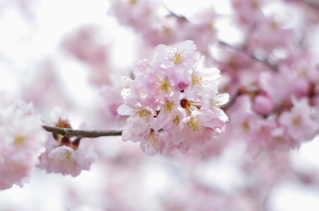 桜。五選（＾＾）