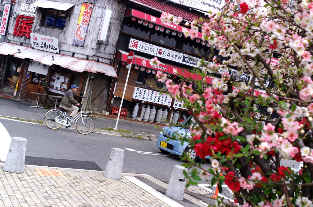 広島ステーションエリア_桜