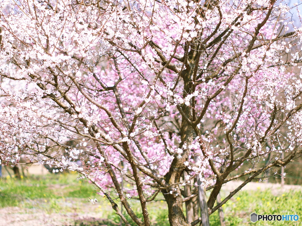 庄原　備北丘陵公園７