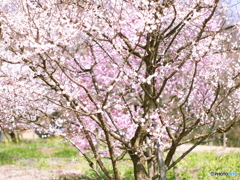 庄原　備北丘陵公園７