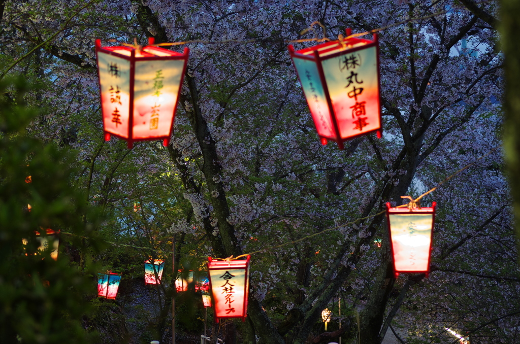 正福寺_夜桜２