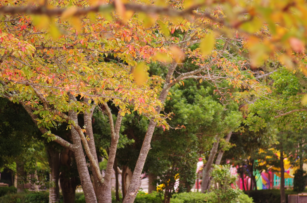 児童公園の秋彩