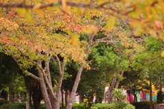 児童公園の秋彩