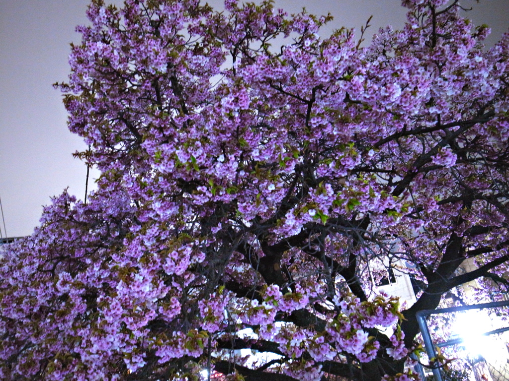 夜桜。花見。。。