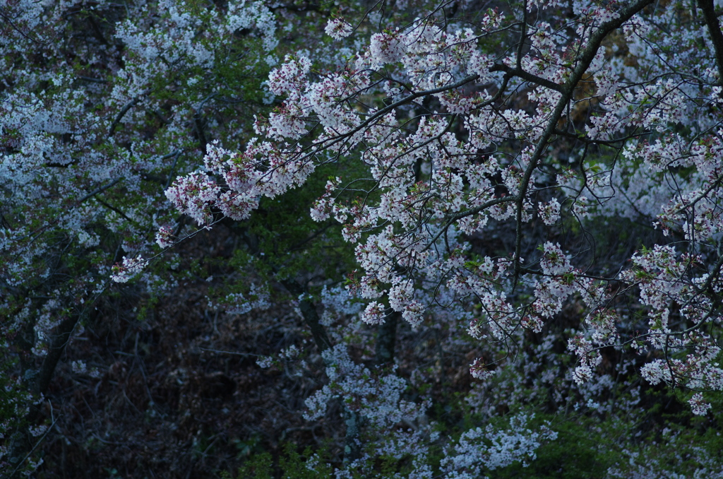 正福寺_夜桜８