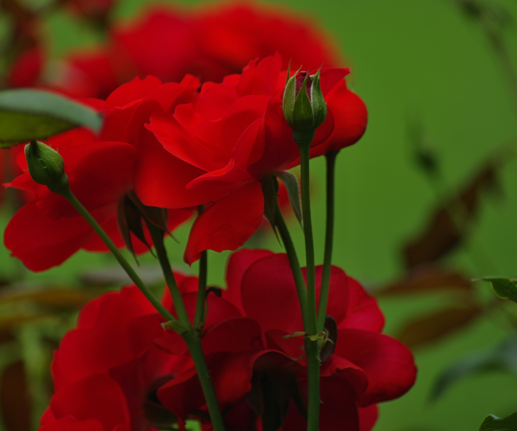 深紅の薔薇。。。