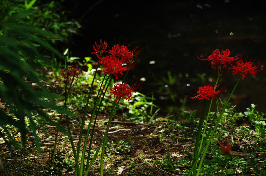 川沿いの花。。