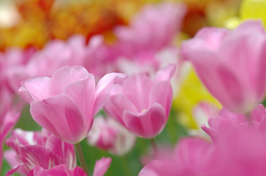 元気になる花