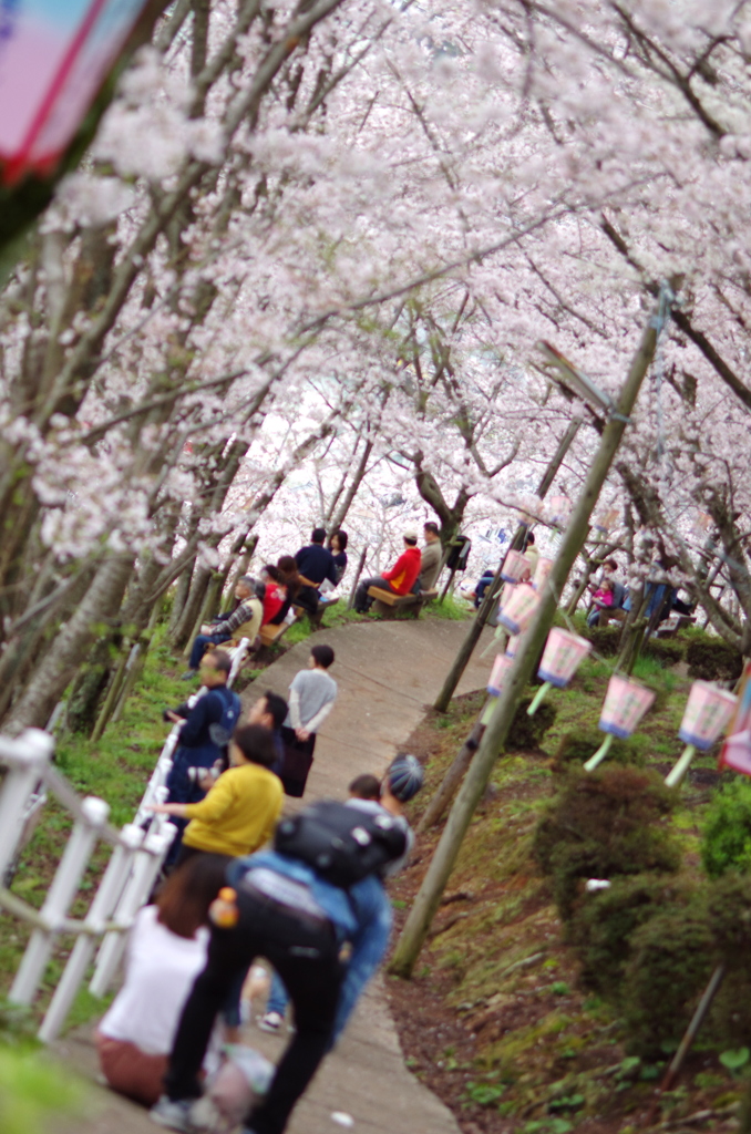 さくら祭り。。