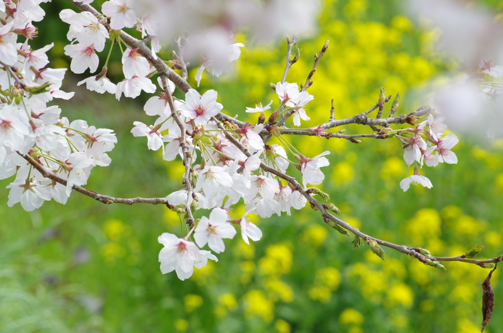 サクラと菜の花