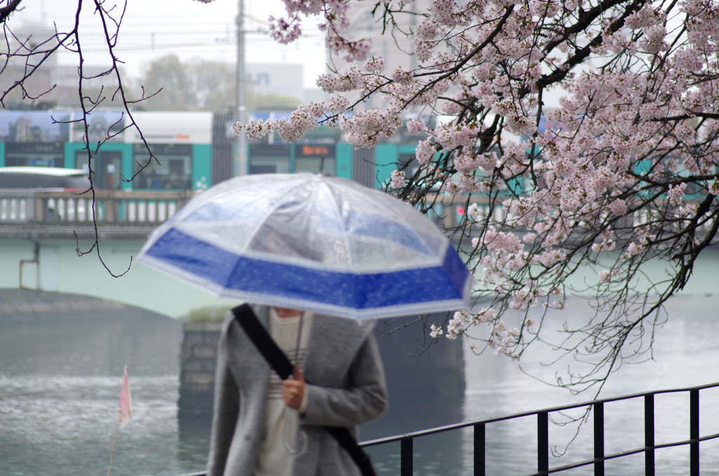 桜美人。。