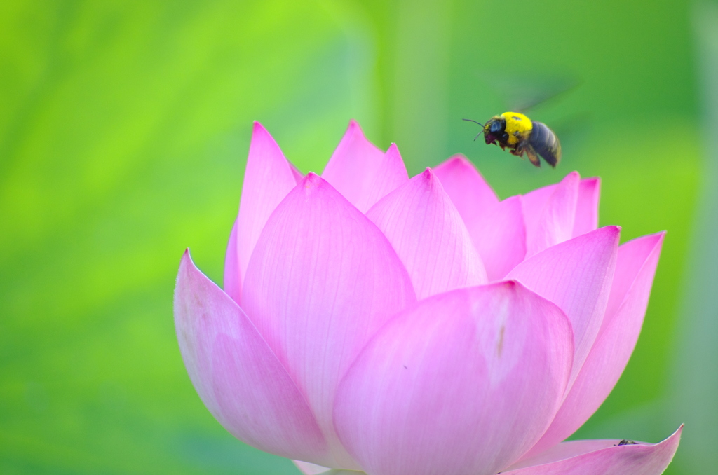 甲虫蓮花。。