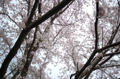 桜花の季節。。