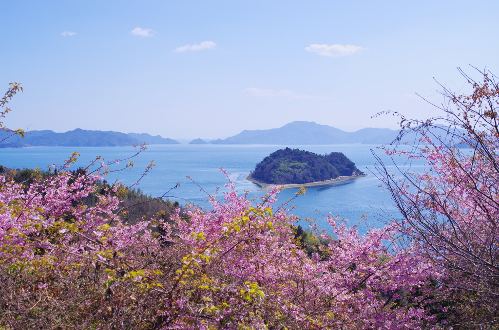 島のカワズサクラ。。