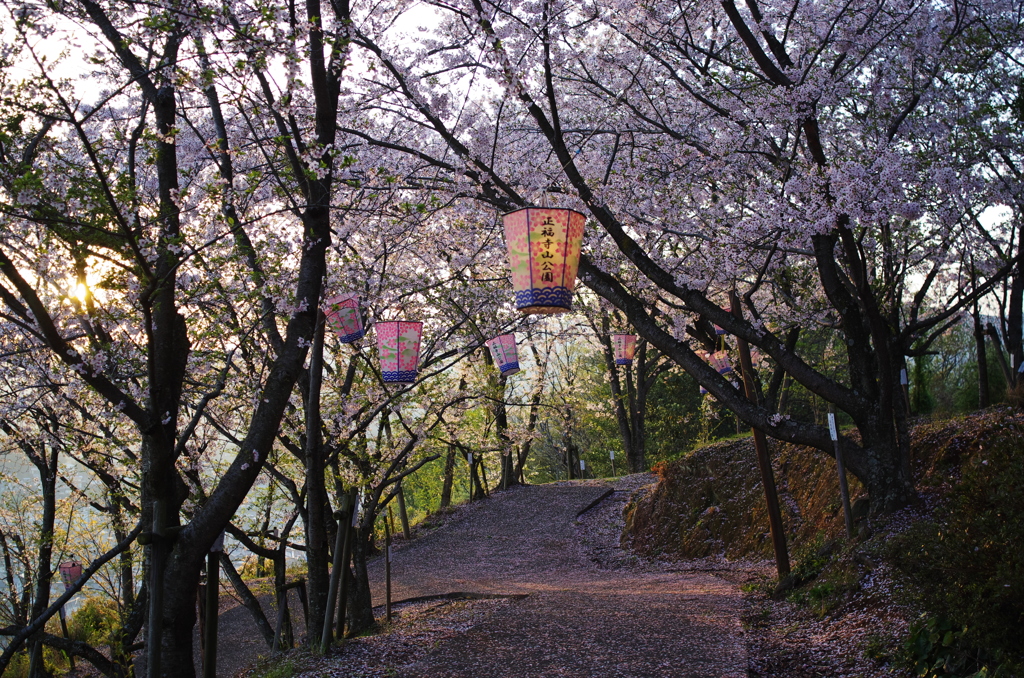 正福寺_夜桜３