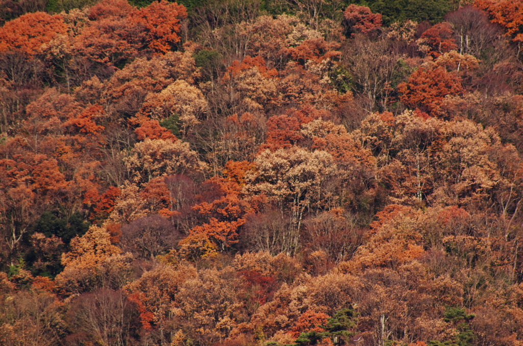 晩秋の情景。。。