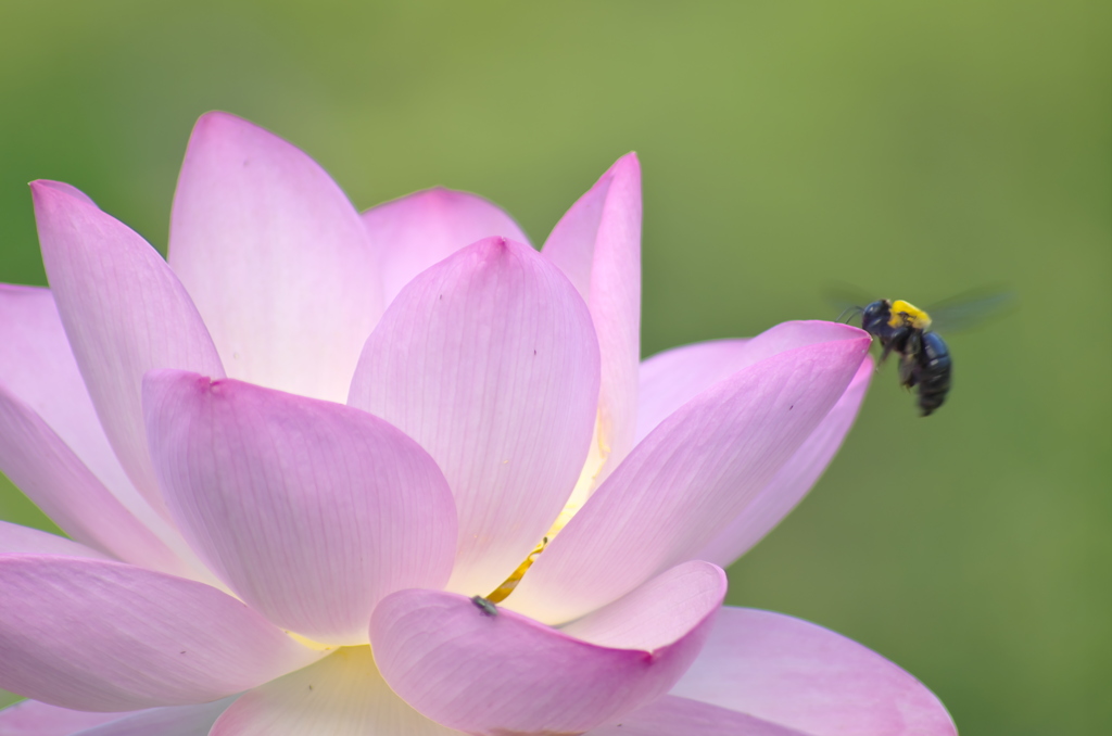 甲虫蓮花。。