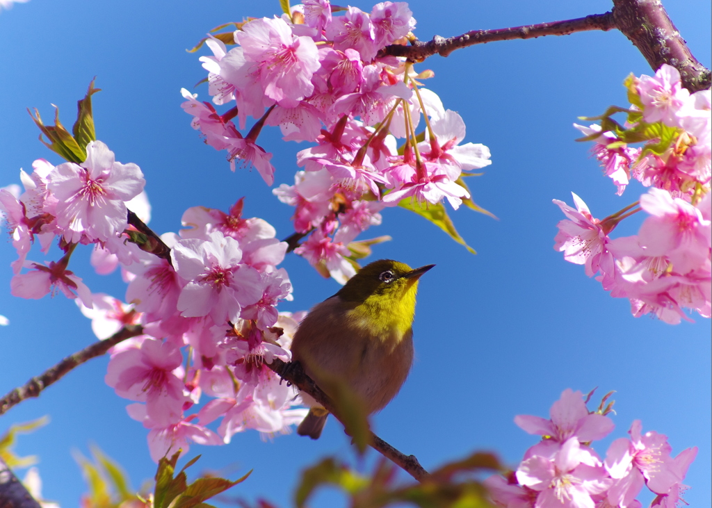 春の空。。