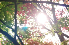 秋の公園