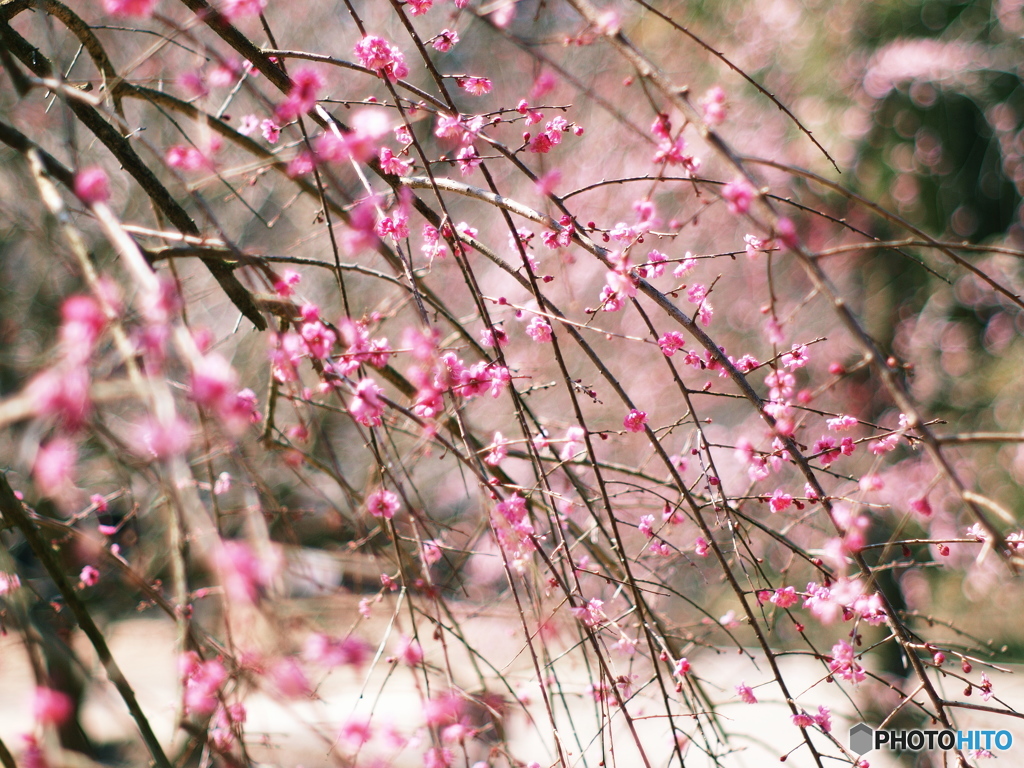 庄原　備北丘陵公園２４
