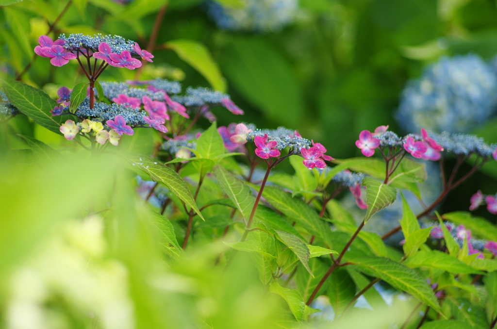 可愛い。花