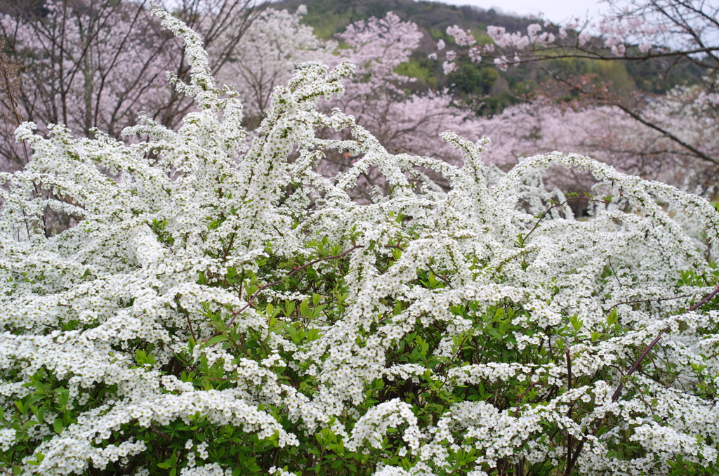 王道_桜を撮る8