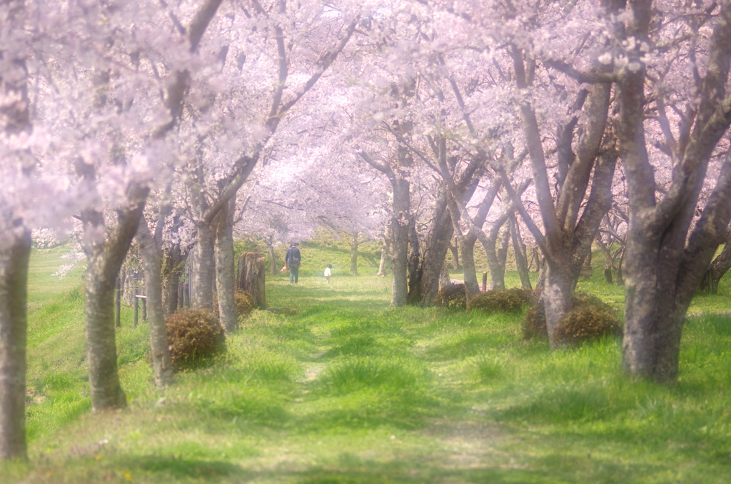 花見休日（へへ）。