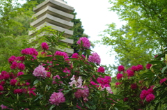 広島　福成寺＿石楠花９